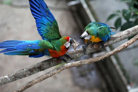Two macaws fight for a chicken head at Vittorio Poggi's house outside Caracas