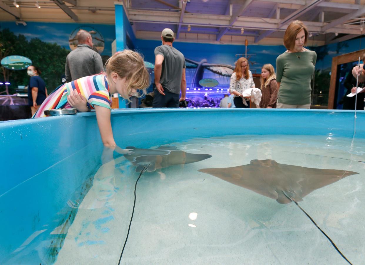 A child gets a hands-on experience with a tank of rays at the Marine Science Center in Ponce Inlet last December. Volusia County had proposed an expansion of the center, but Gov. Ron DeSantis vetoed $1 million for the project.