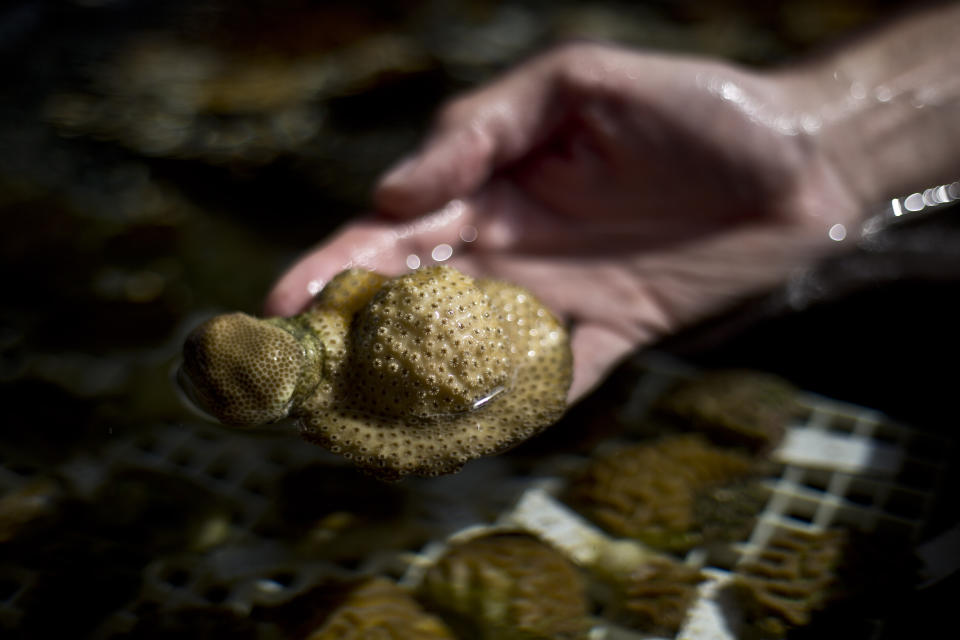 In this Monday, Feb. 11, 2019 photo, a researcher examines coral at the Interuniversity Institute for Marine Sciences, IUI, in the Red Sea city of Eilat, southern Israel. As the outlook for coral reefs across our warming planet grows grimmer than ever, scientists have discovered a rare glimmer of hope: the corals of the northern Red Sea may survive, and even thrive, into the next century. The coral reefs at the northernmost tip of the Red Sea are exhibiting remarkable resistance to the rising water temperatures and acidification facing the region, according recent research conducted by IUI. (AP Photo/Ariel Schalit)
