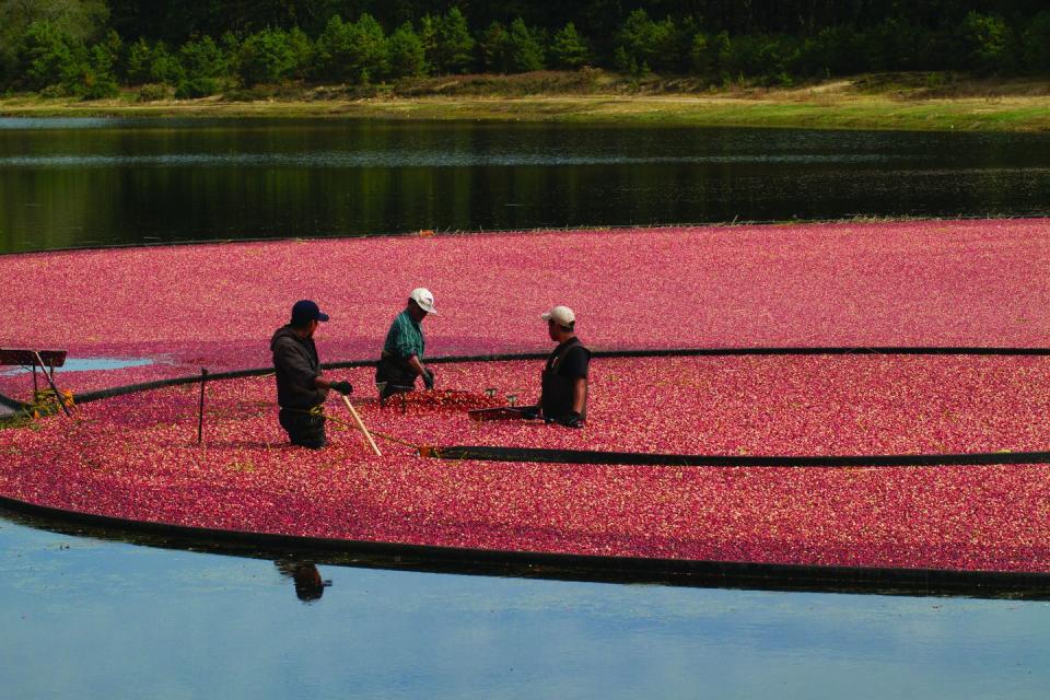 15) Cranberry Harvest Fest