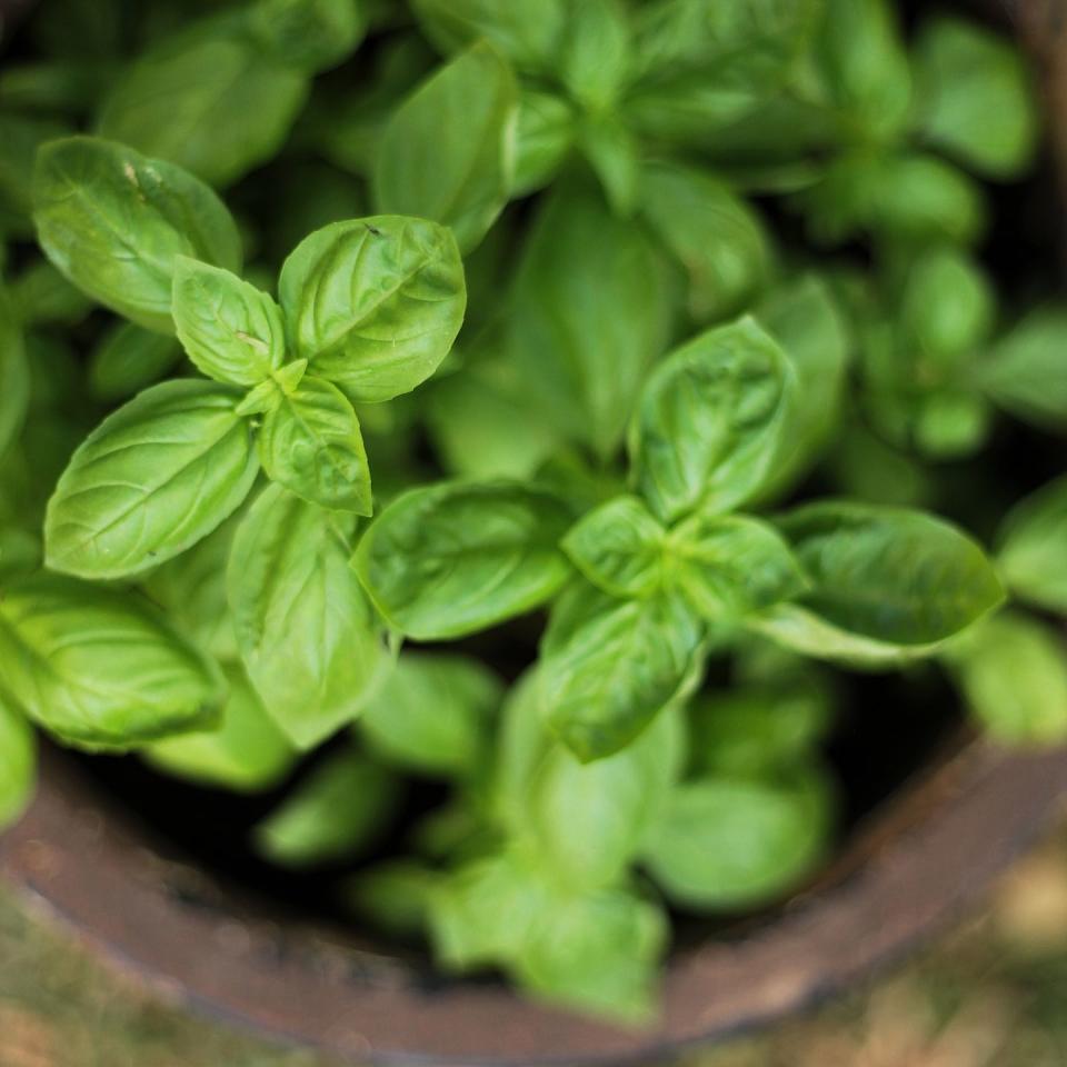 <p>Hate spiders? One of the best ways to keep the creepy crawlies away is to place fresh basil around the home. Like other strong herbs, spiders despise the smell of basil — and will stay away from its presence. </p><p>If that's not quite working, Evie suggests making your own basil spray mixed with witch hazel: 'Simply spray the mix onto a surface and give it a wipe down. The herb can be grown in any area of your home, as long as it gets access to direct sunlight for four to five hours per day.'</p>