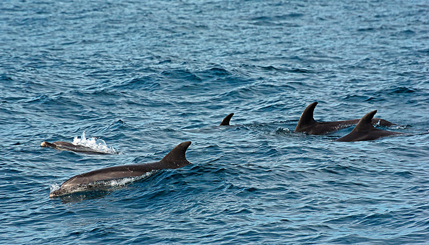 cetaceos-tarifa