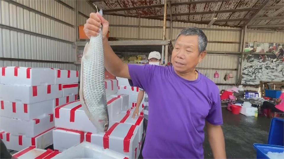 嘉義養殖烏魚子產季登場　飼養成本增價格25年新高