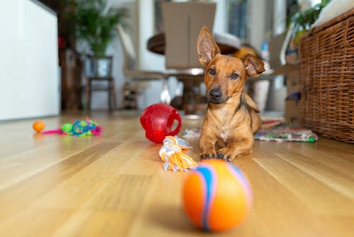   <span class="attribution"><a class="link " href="https://www.shutterstock.com/image-photo/little-dog-home-living-room-playing-1256513359" rel="nofollow noopener" target="_blank" data-ylk="slk:TeamDAF/Shutterstock;elm:context_link;itc:0;sec:content-canvas">TeamDAF/Shutterstock</a></span>