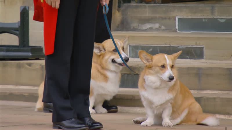 女王飼養的柯基犬目送靈柩。（圖／翻攝自The Royal Family臉書）