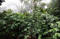 Coffee trees are seen at El Carmen Estate in Jayaque, El Salvador July 20, 2016. Picture taken July 20, 2016. REUTERS/Jose Cabezas