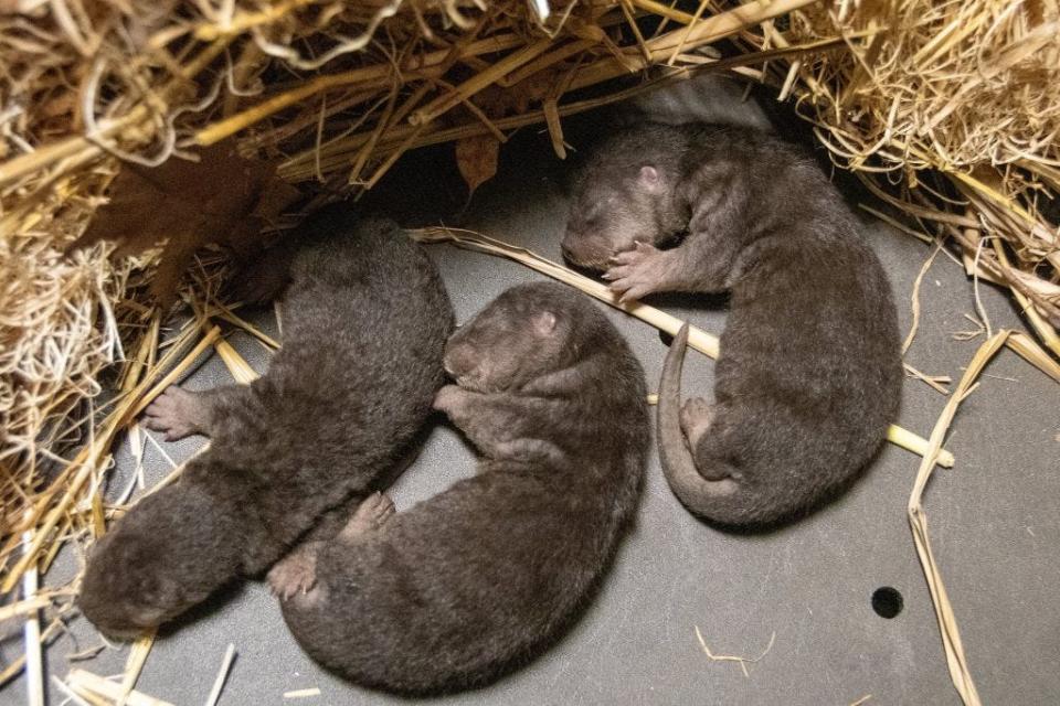 Otter pups at the Potter Park Zoo in Lansing, Michigan.