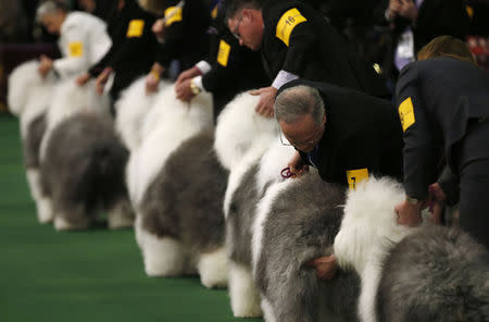 Old English Sheep dogs are placed by handlers in the ring during competition at the 139th Westminster Kennel Club's Dog Show in the Manhattan borough of New York February 16, 2015. REUTERS/Mike Segar