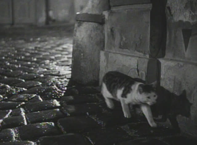 Cat, The Third Man (1949)