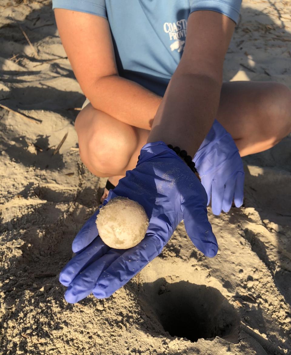 Hilton Head Island sea turtle nest