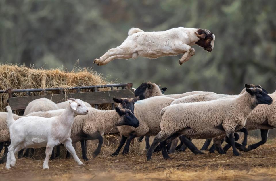 A large goat leaps from a feeding station on a farm near Elkton in rural southwestern Oregon in this photo taken on Nov. 25, 2022.