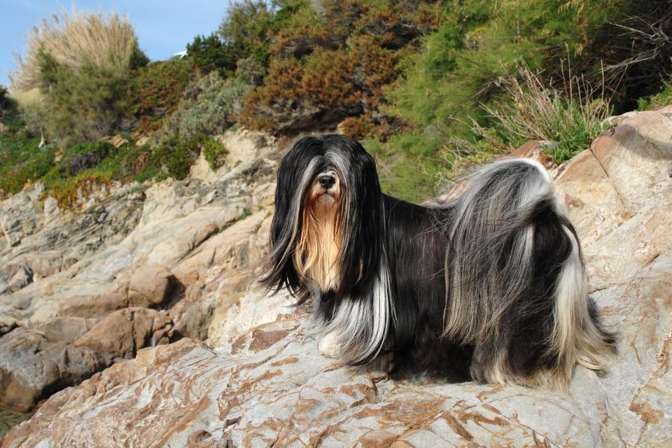 Lhasa Apso dog standing on rocky hill