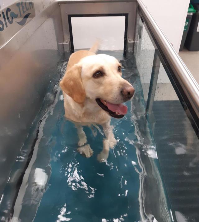 The Northern Echo: Billy at hydrotherapy.