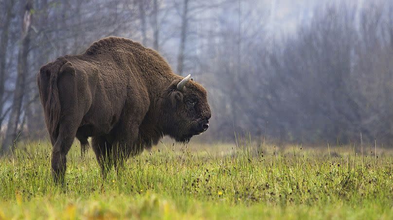 La loi sur la restauration de la nature vise à réhabiliter les écosystèmes dégradés de l'Europe