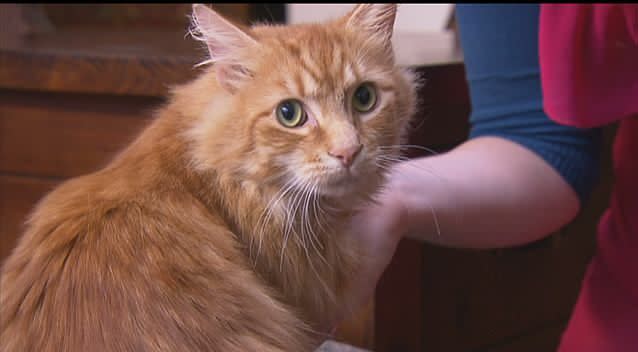 Rupert the cat was missing for three months after hitching a train ride across Victoria. Photo: Supplied