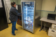 Lead medical assistant Beatriz Nunez organizes vaccines at Alliance Medical Center in Healdsburg, Calif., Wednesday, May 29, 2024. During the 2017 Tubbs fire, the refrigerators used to store medications stopped working, destroying $30,000 worth of vaccines. (AP Photo/Nic Coury)