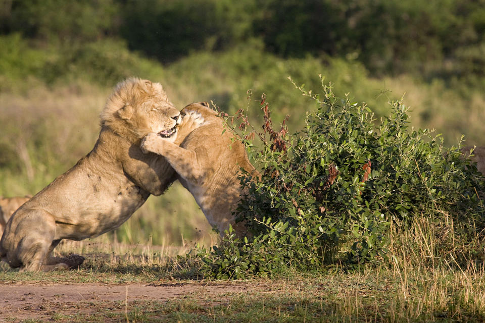 These are the rip-roaring scenes of a mass battle between a pride of lions which were snapped by a brave photographer from just TWENTY metres away. The spontaneous brawl in the Serengeti National Park, Tanzania was caught by amateur photographer Andrew Atkinson who captured the early morning combat between the young cats just as the sun came up. The safari truck he was on pulled up as the dominant male strode over to kick-start the turf wars between the big cats who can tip the scales at anywhere up to the 180kg mark. PIC BY ANDREW ATKINSON / FOTOLIBRA / CATERS NEWS