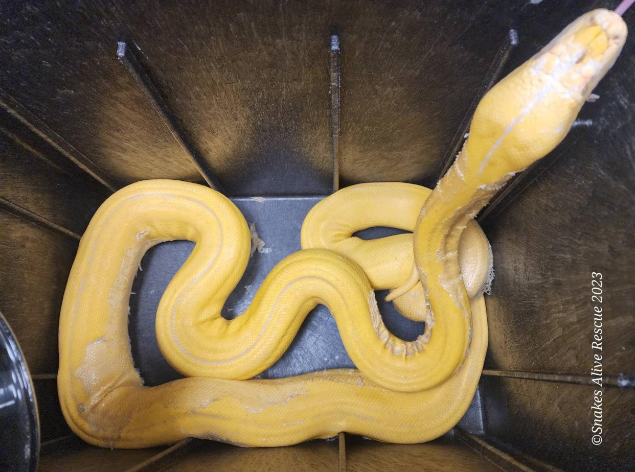 An albino golden child reticulated python captured in an Oklahoma City mobile home park in October 2023.