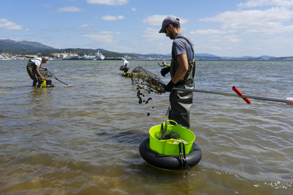 A Shellfisherman collects clams at the Arenal beach in the Ria of Arosa on July 28, 2021 in A Pobra do Caraminal, Spain. 
 (Photo by Álex Cámara/NurPhoto via Getty Images)