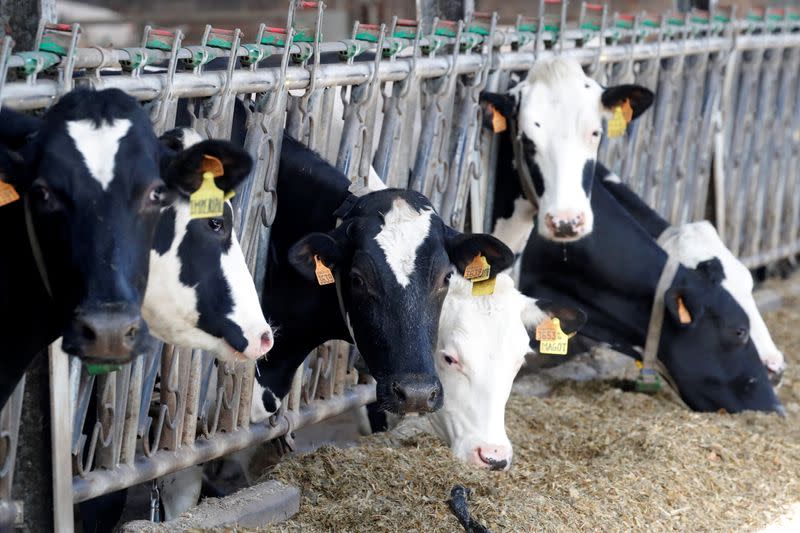 Cows eat at a dairy farm in Lizines