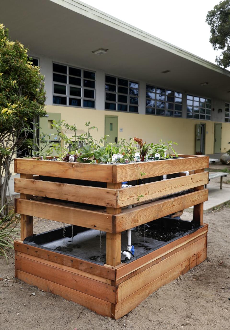 An aquaponics vegetable garden that uses recycled water from a fish pond.