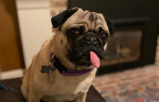 winston-pug-coronavirus.jpg 