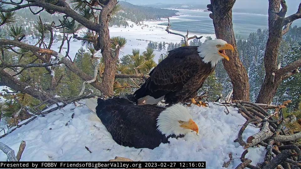 Jackie and Shadow keep an eye on a rival eagle from their nest in Big Bear Valley in mountains two hours northeast of Los Angeles. The bald eagle couple have been busy watching over two eggs and weathering a series of strong winter storms.