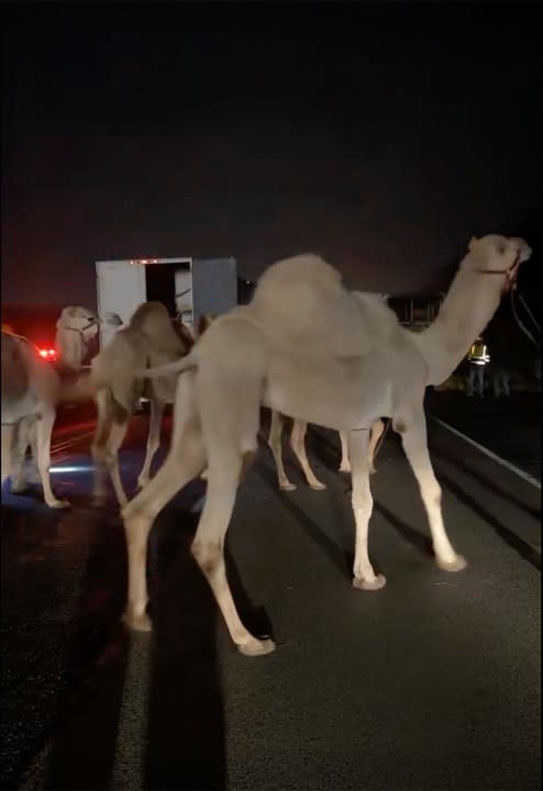 In this photo provided by Grant County Sheriff’s Office, camels and other animals are rescued by emergency responders after a truck fire near Marion, Ind., early Saturday, Jan. 27, 202. A truck hauling zebras and camels for a series of weekend circus performances caught fire early Saturday on the northeastern Indiana highway, prompting a police rescue of the animals. Sgt. Steven Glass with Indiana State Police says the tractor-trailer caught fire about 2 a.m. along Interstate 69 in Grant County about 60 miles northeast of Indianapolis. (Grant County Sheriff’s Office via AP)