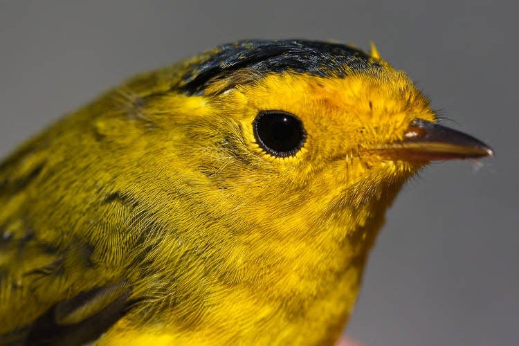 Wilson's warbler could be getting a new name soon.