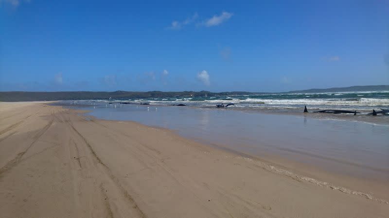 Stranded pilot whales are seen on a sandbar in Macquarie Heads