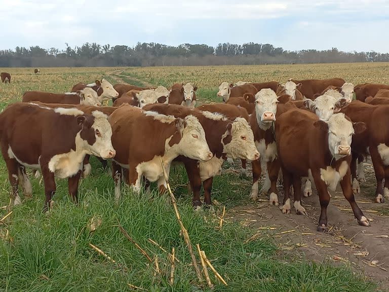 Uno lote de la raza Hereford de Remonta y Veterinaria del Ejército