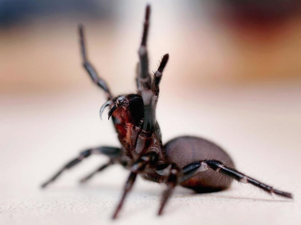 Recent weather has provided perfect conditions for funnel-webs to thrive: Ian Waldie/Getty Images