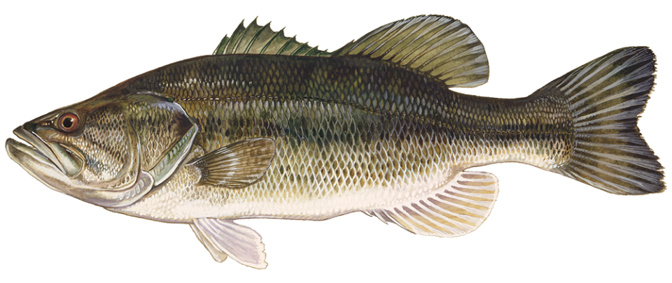 The Florida bass has been found to be a different species from the largemouth bass.