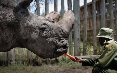 Sudan with a keeper - Credit: EPA