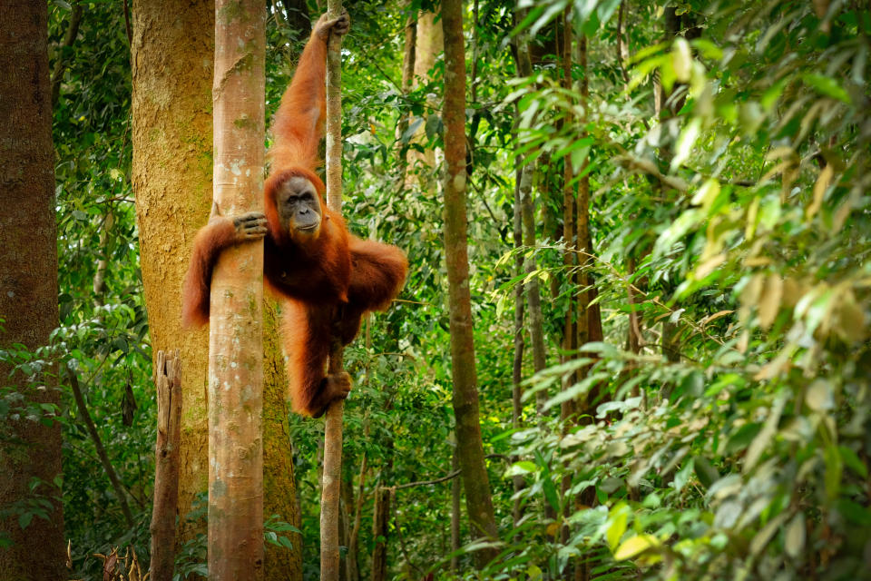 Orangutan spotted in the rainforest jumping from tree to tree