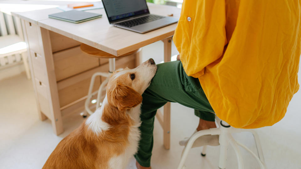 Dog rests his head on owner's lap