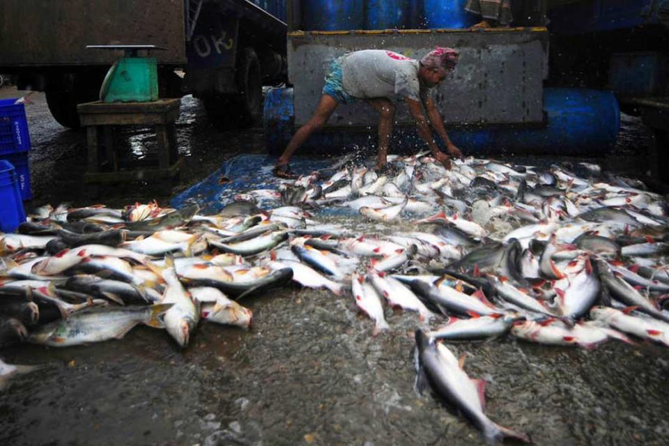 中國接連禁止台灣水產品與酒類進口，影響農漁民及相關業者生計。   圖：翻攝自國立海洋生物博物館（資料照）