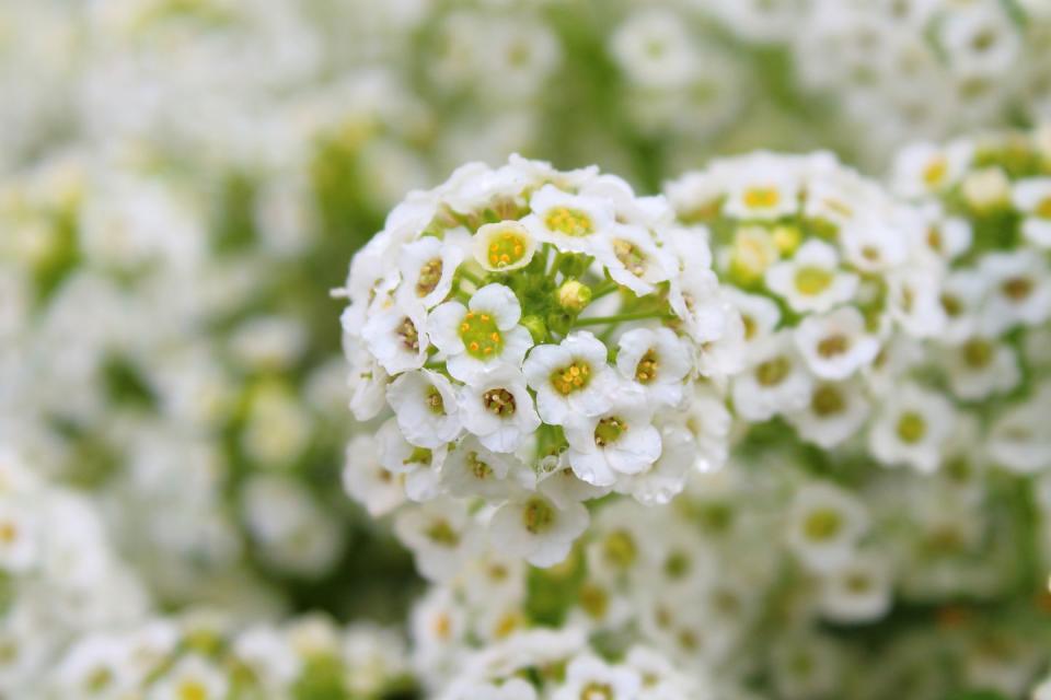 alyssum flower