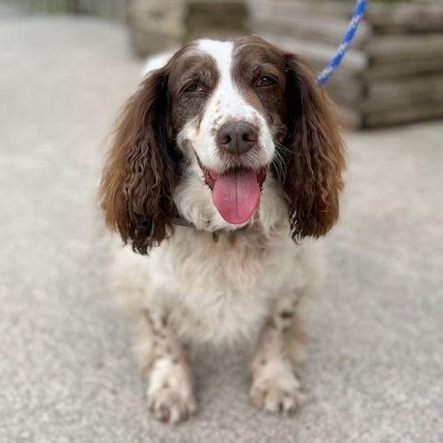 South Wales Argus: Harriet, female, 12 years old, Springer Spaniel - In foster in Carmarthen. Harriet has come to us from a home as her beloved owner has died. Harriet walks on a lead and enjoys going out on nice strolls. Harriet would enjoy being the only dog in the home
