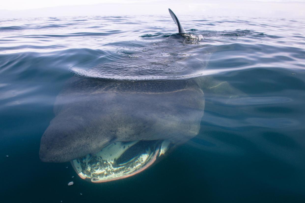 Basking shark: The gentle giants amazed tourists off the Manx coast