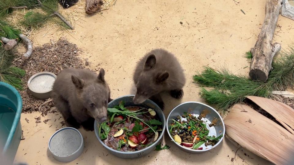 San Diego Humane Society's Project Wildlife team kept the orphaned cubs separate for 48 hours before placing them together in a suitable indoor/outdoor enclosure.