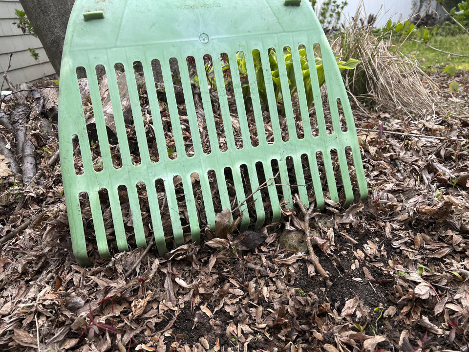 This April 21, 2024, image provided by Jessica Damiano shows a garden rake in use to clear leaves on Long Island, New York. (Jessica Damiano via AP)