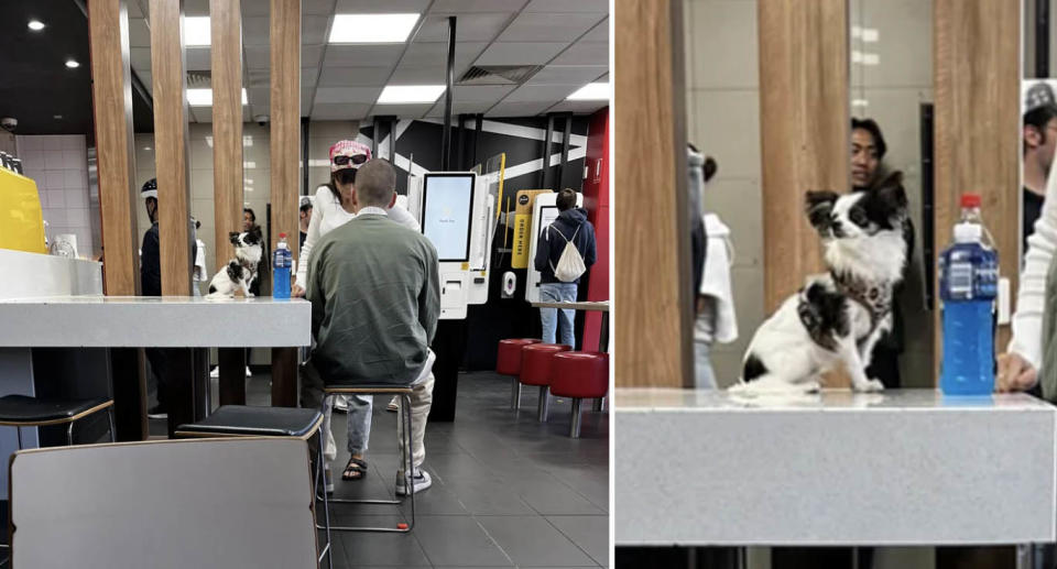 The dog sitting on the table next to the man and woman at the Melbourne McDonald's (left) and a close up of the dog (right). 