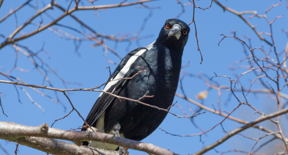 A leading magpie expert says there is no reason to cull swooping magpies. Source: Getty