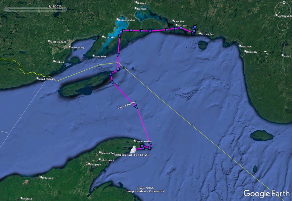 Data from the GPS/GSM transmitter on Fond du Lac, a female snowy owl, shows the bird flew south across Lake Superior and on Dec. 12 was in the Upper Peninsula of Michigan.