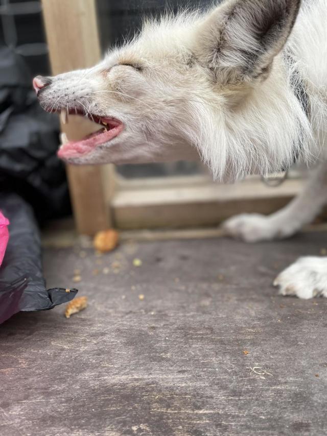 Aylesbury animal centre looks after rare silver fox rescued from fur trade