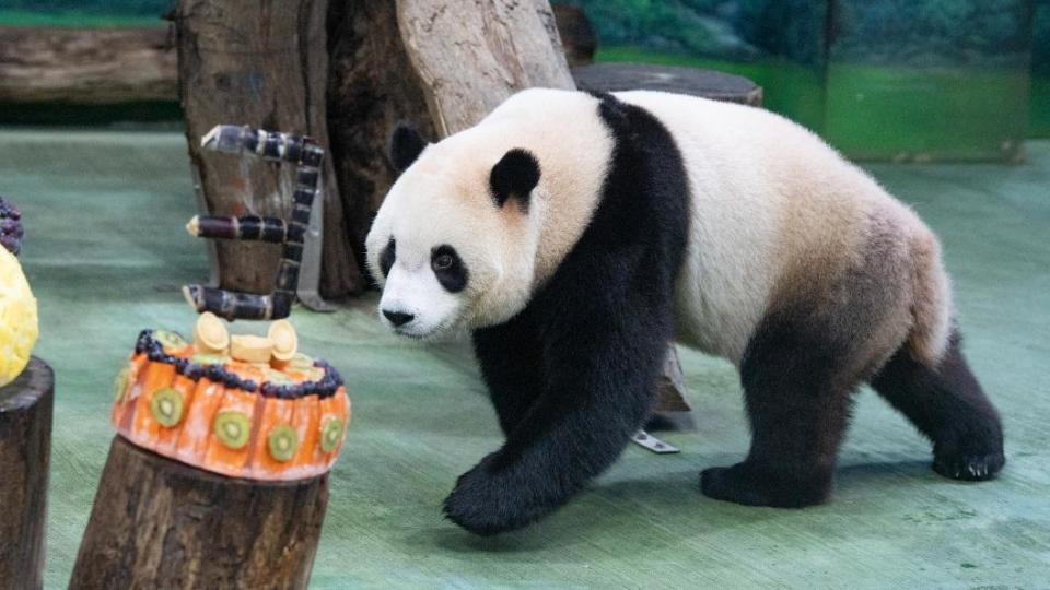 大貓熊「圓寶」迎來3歲生日。（圖／台北市立動物園提供）