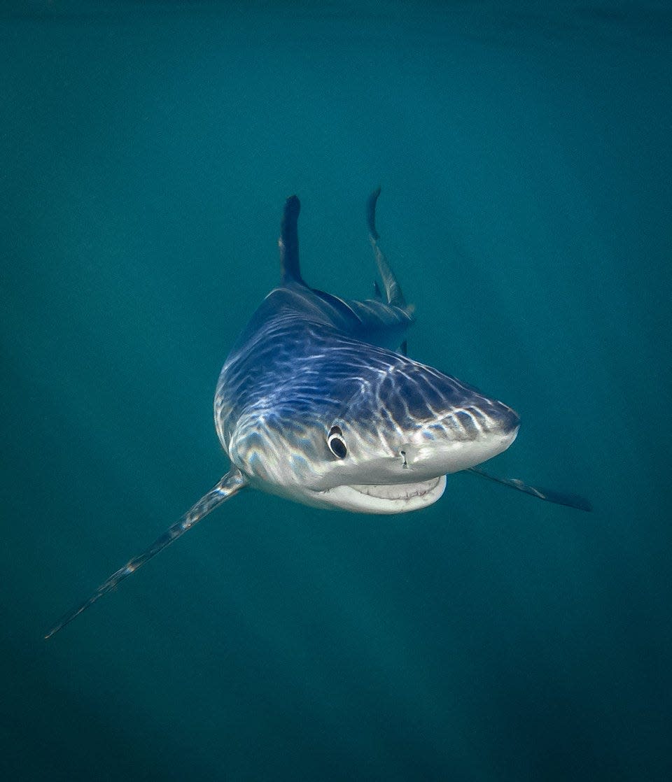 "Smiling Blue Shark" by Tanya Houppermans. Courtesy of Comedy Wildlife Photo Awards