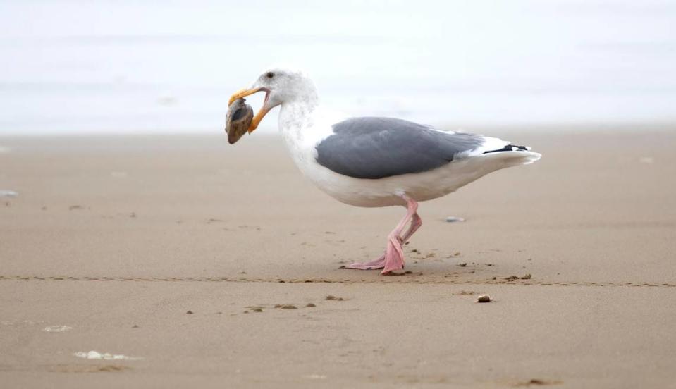 A seagull snatches a Pismo clam for lunch at the Oceano Dunes State Vehicular Recreation Area on Friday, Sept. 8, 2023.