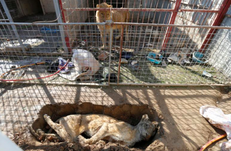 Simba was surrounded by death and dirt at the Mosul zoo (Reuters)